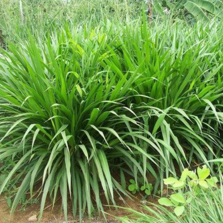 Hạt giống cỏ mulato 2 gói 100gr