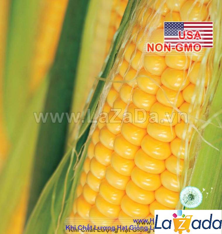 [HCM]BỘ 5GÓI 5Gr Hạt Giống Bắp Mỹ Bantam (A1.404| A7*W54)