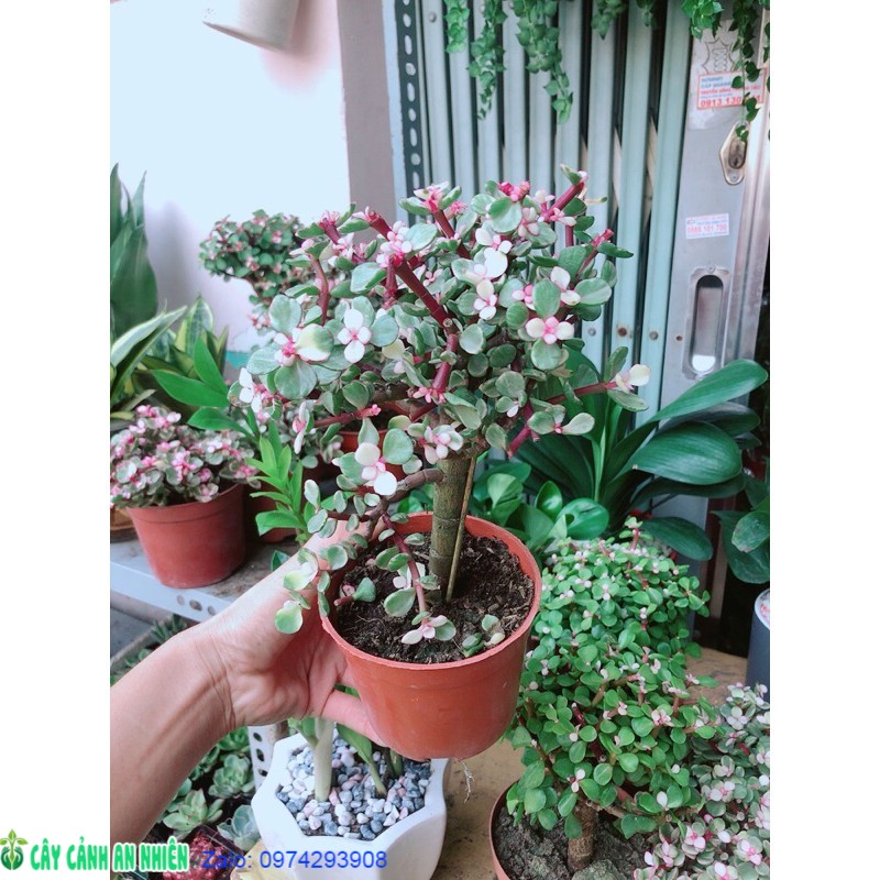 Cây Cành Vàng Lá Ngọc