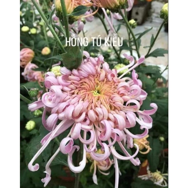 Hoa Cúc cổ Hồng tú kiều