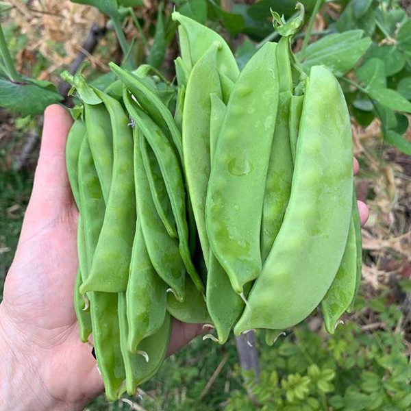 Hạt giống đậu ván xanh f1 - 5gram