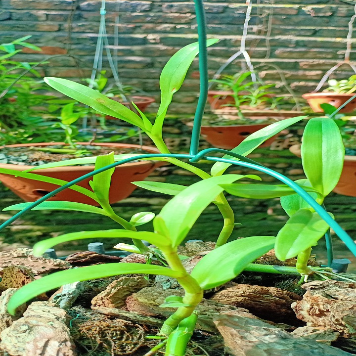 Phi điệp 5ct bảo duy hàng cấy mô