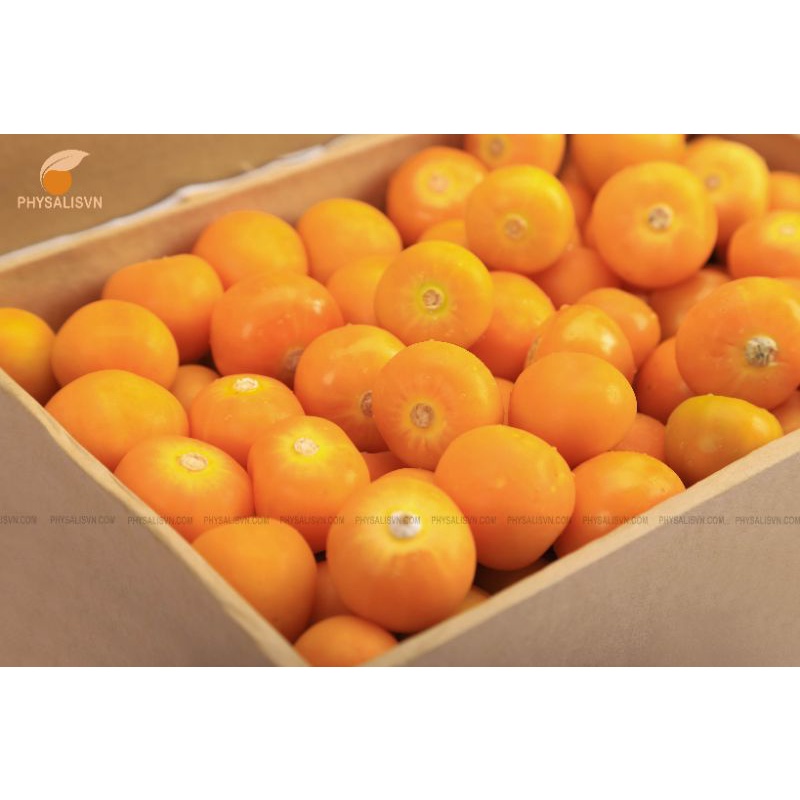 Trái Tầm Bóp-Thù Lù Nam Mỹ (Physalisvn) 1000g