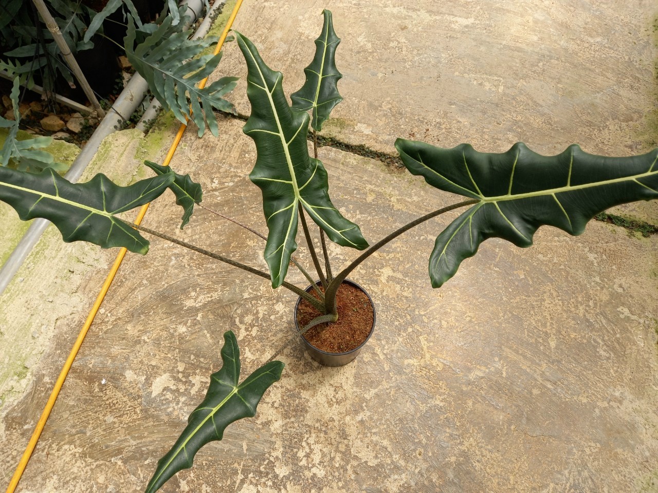 Môn Ngựa - Alocasia Sarian