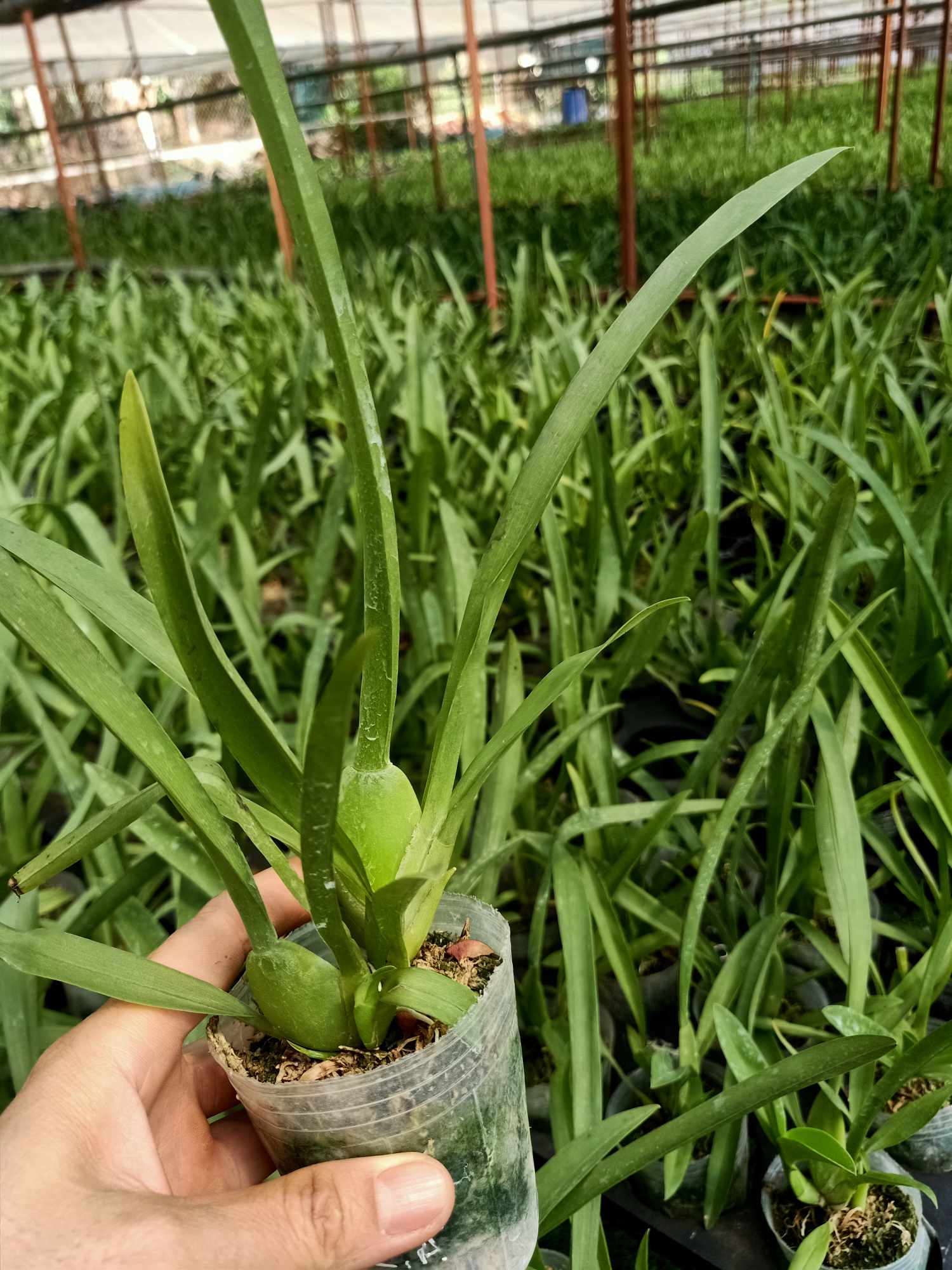 Vũ Nữ Miltonia- cây giống