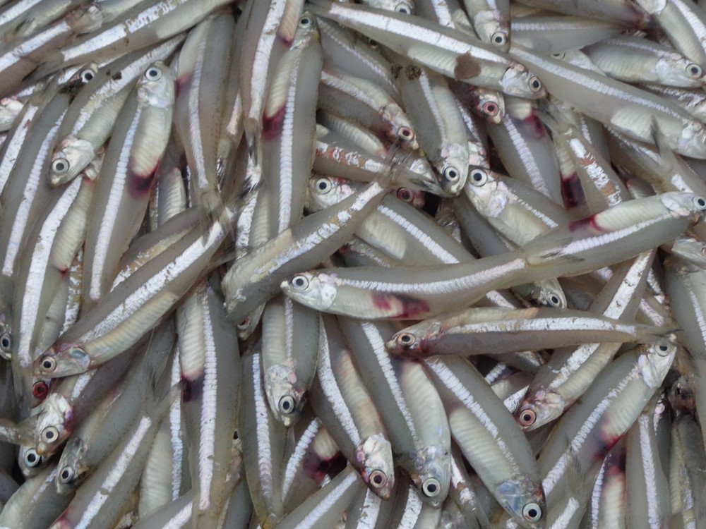 500g khô cá cơm không đầu Phú Quốc size nhỏ