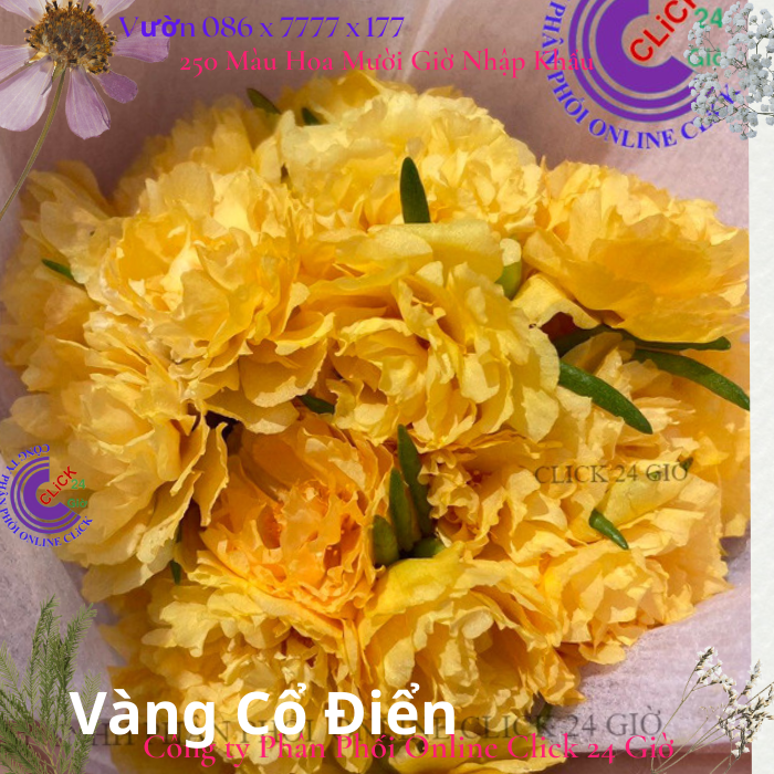 Hoa mười giờ vàng cổ điển rất đẹp hoa mười giờ bonsai và phụ kiện