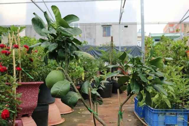 Cây bưởi da xanh ruột đỏ đang trái