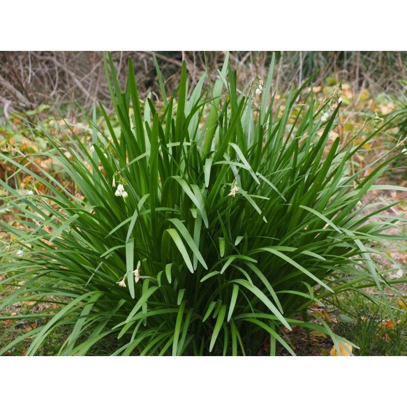 Hạt giống lá hẹ Tây - gói 1 gram
