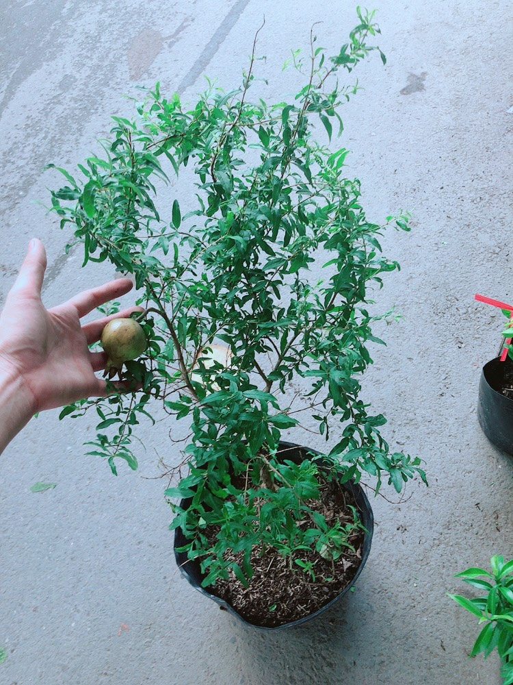 Cây Lựu Quả To Ngọt