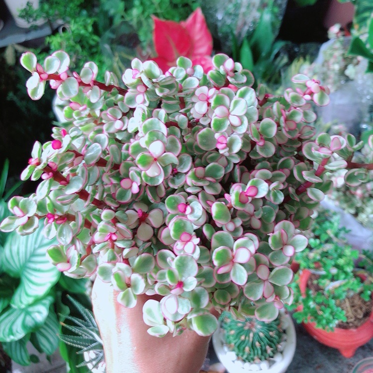 Cây cành vàng lá ngọc