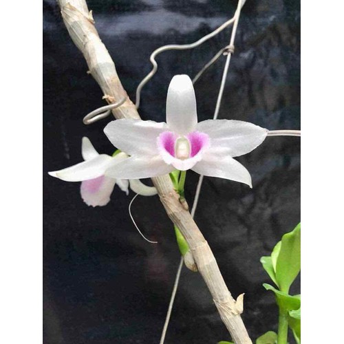 1 CỐC PHI ĐIỆP 5CT H.O