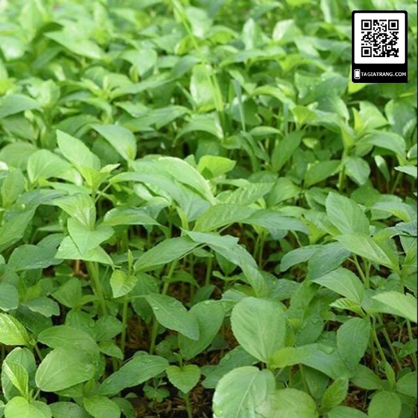 Hạt giống rau đay trắng (rau đay xanh)