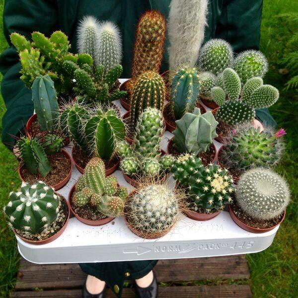 [5 packs] - Mini cactus seeds