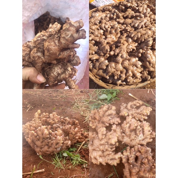 Gừng tươi 2kg