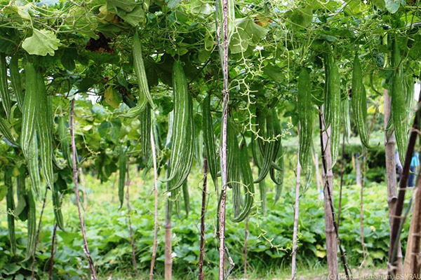 Hạt Giống Quả Lặc Lày (Lặc lè) 2g