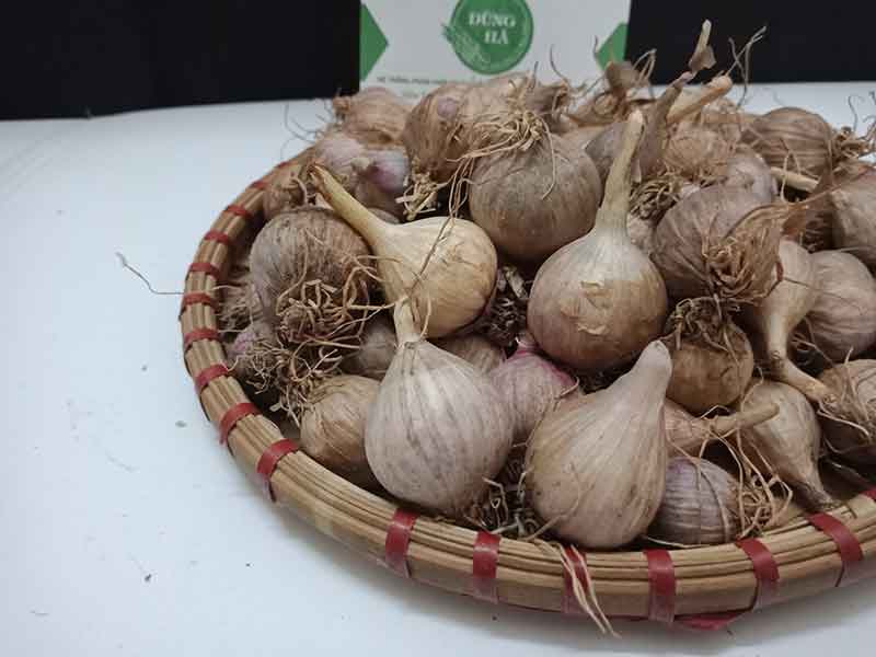 Tỏi Cô Đơn Sơn La Giàu Dinh Dưỡng