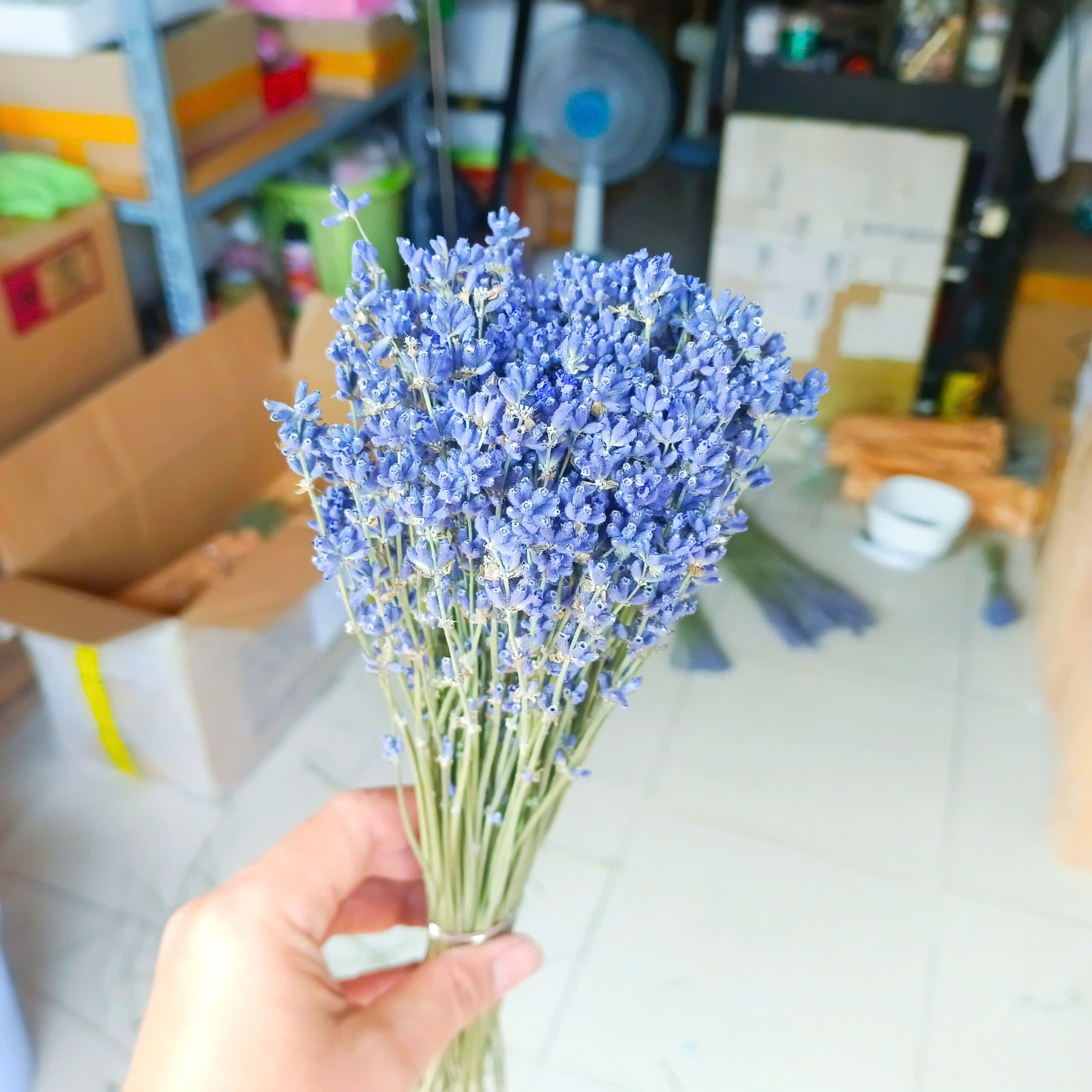 hoa khô - oải hương - lavender ( loại đẹp )
