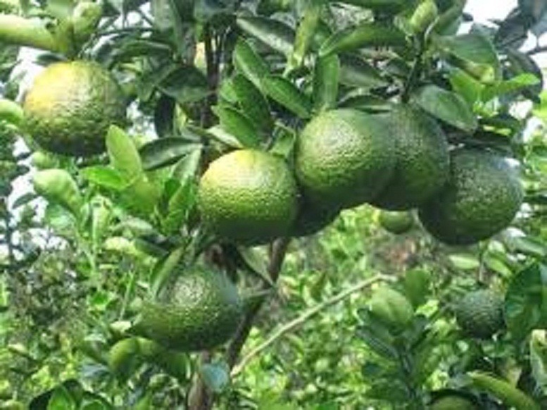 Cây giống cam sành miền nam