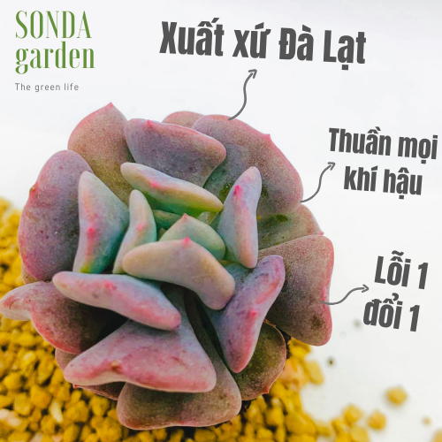 SEN ĐÁ CÚC TÍM SIZE MINI LỖI 1 ĐỔI 1