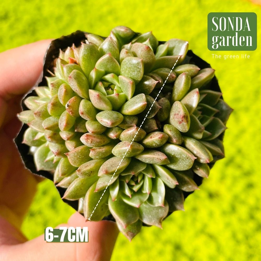 SEN ĐÁ RUBY LÁ NGẮN SIZE BÉ SIÊU KHỎE ĐẸP LỖI 1 ĐỔI 1