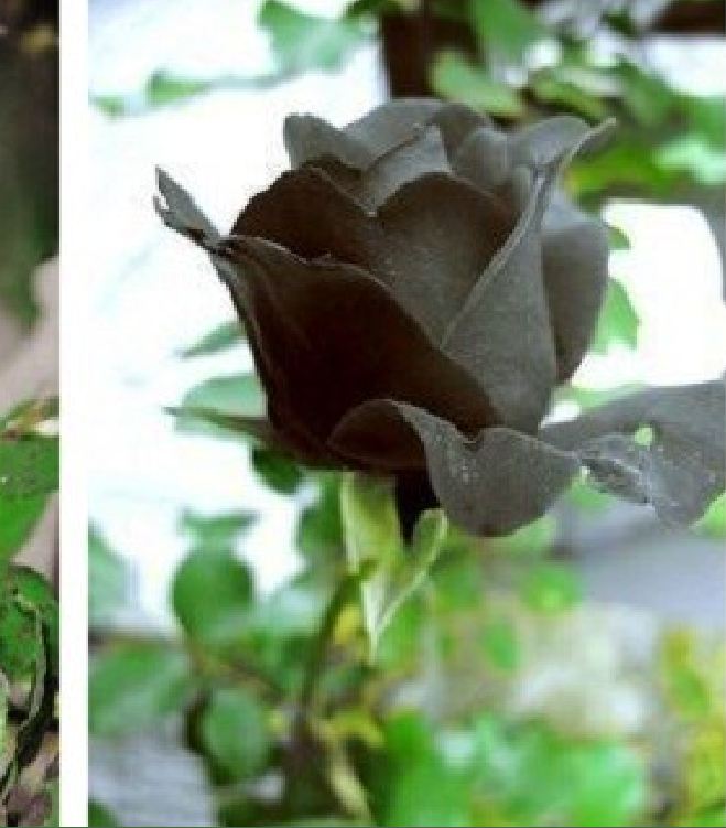 Hạt giống hoa hồng đen ( gói 20 hạt/Kèm gói kích thích hạt nảy mầm )