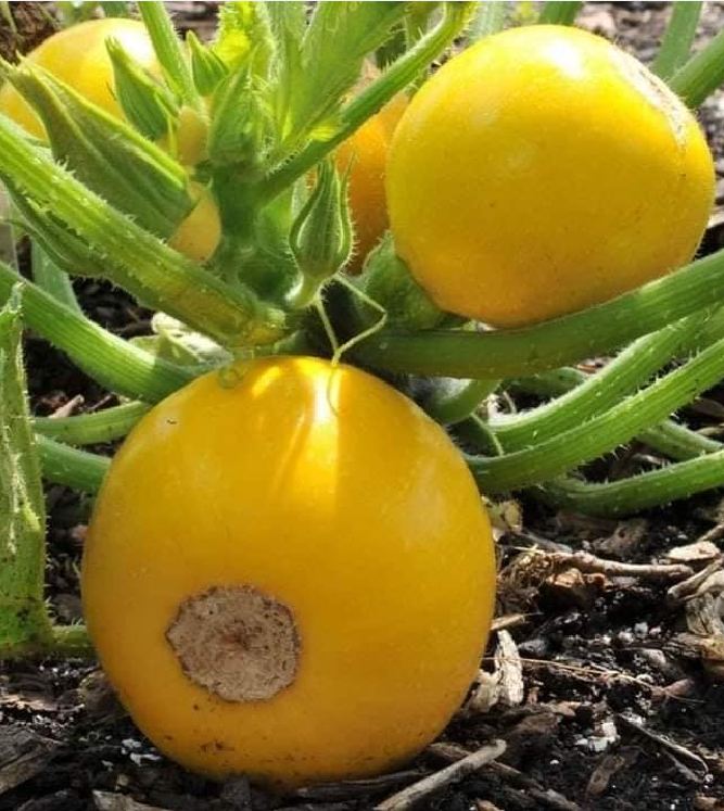 Hạt Giống Bí Ngòi Tròn Vàng - 2gram (15 Hạt )