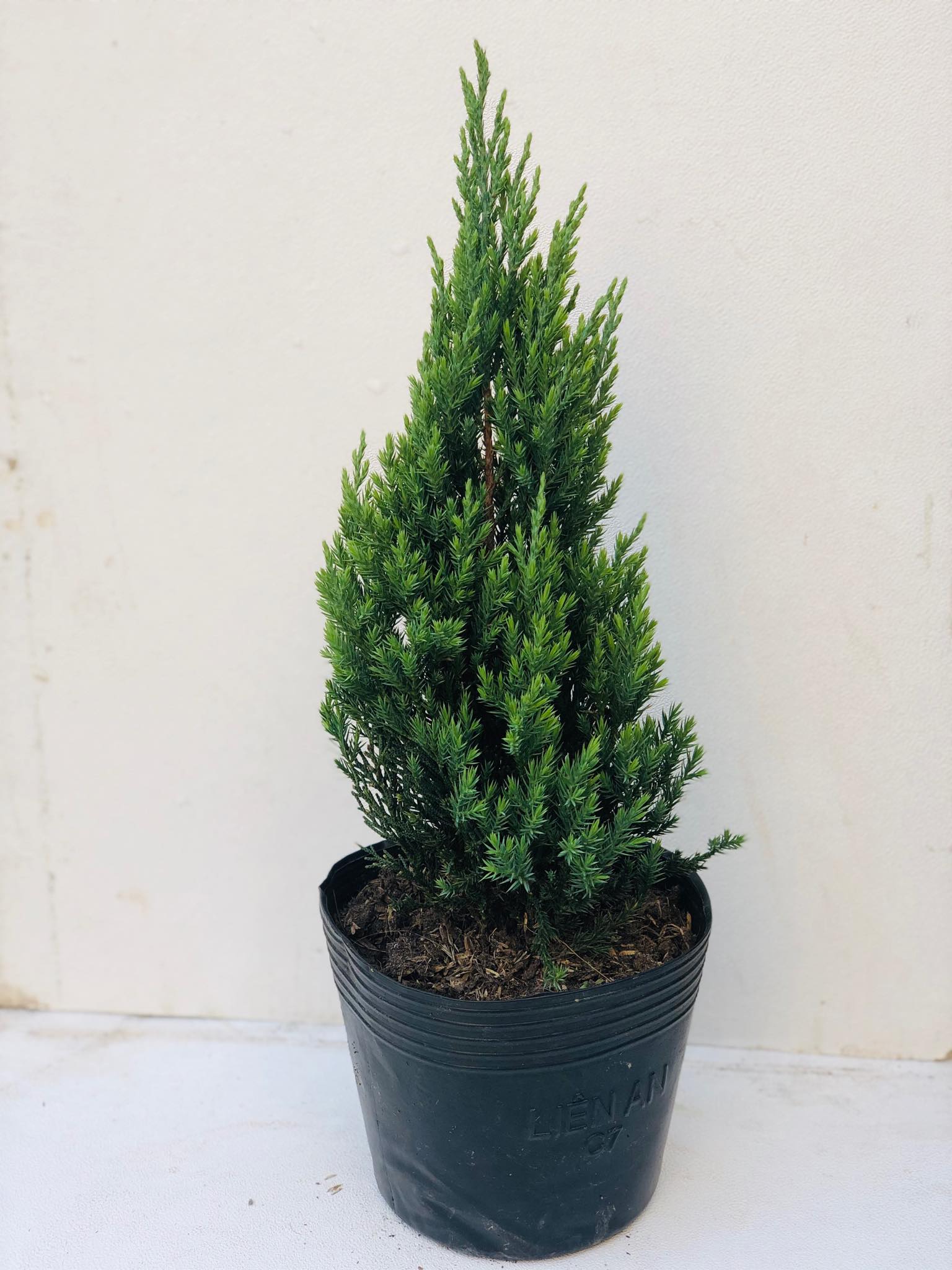 Cây sơn tùng cao 40-90 cm+ trang trí noel