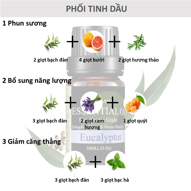 Thyme Essential Oil