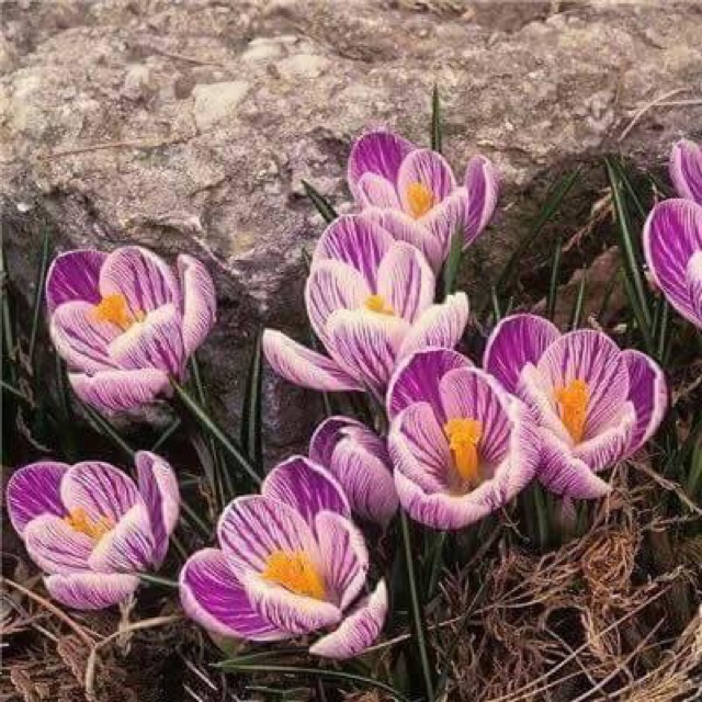 Hoa nghệ Tây saffron