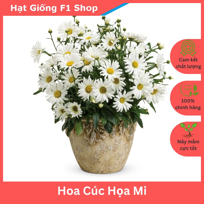 Hạt Giống Hoa Cúc Họa Mi Trồng Chậu (055.F1)