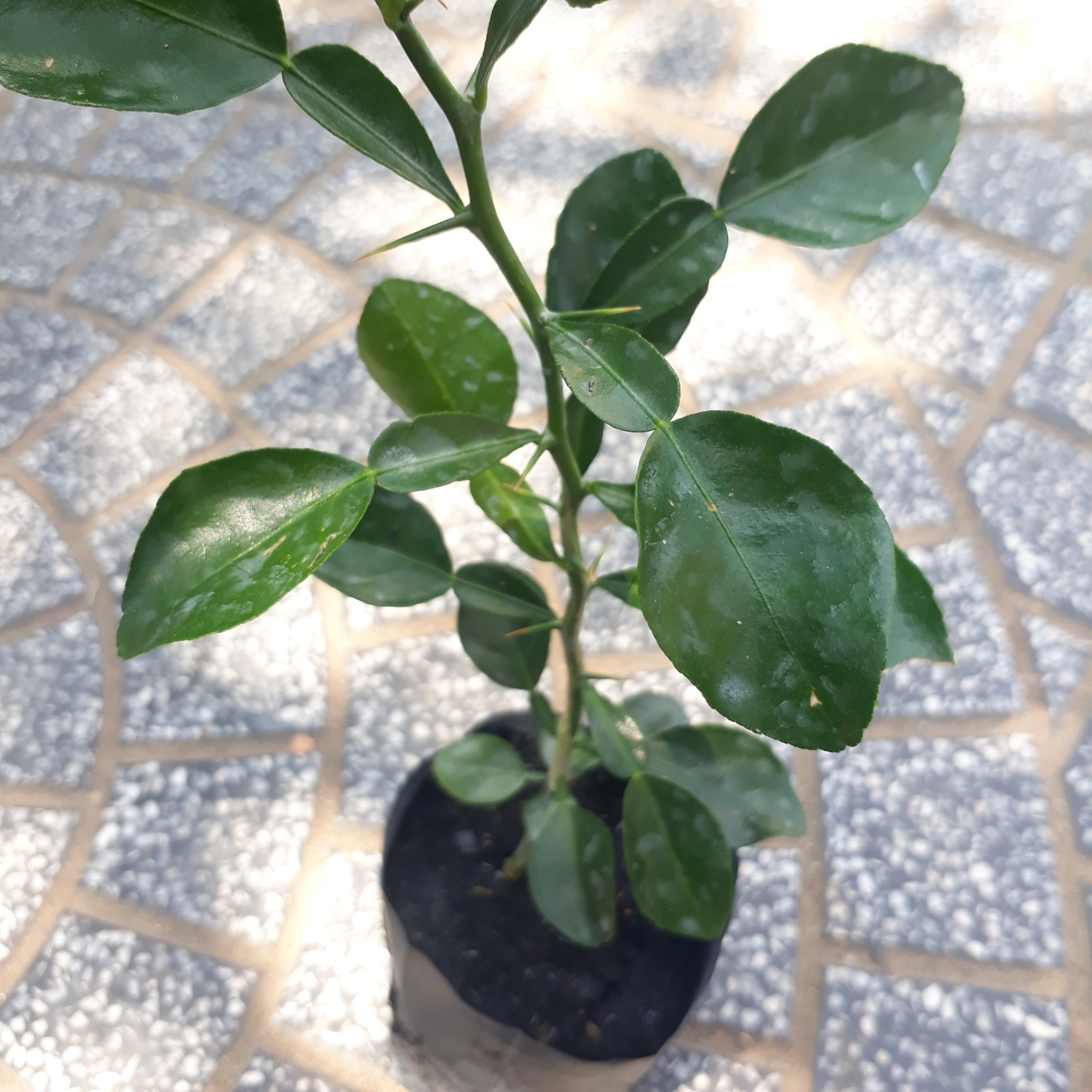 CÂY CHÚC GIỐNG TRỒNG TỪ HẠT CAO 30-40CM VÙNG BẢY NÚI AN GIANG - CÂY TRÚC GIỐNG Y HÌNH