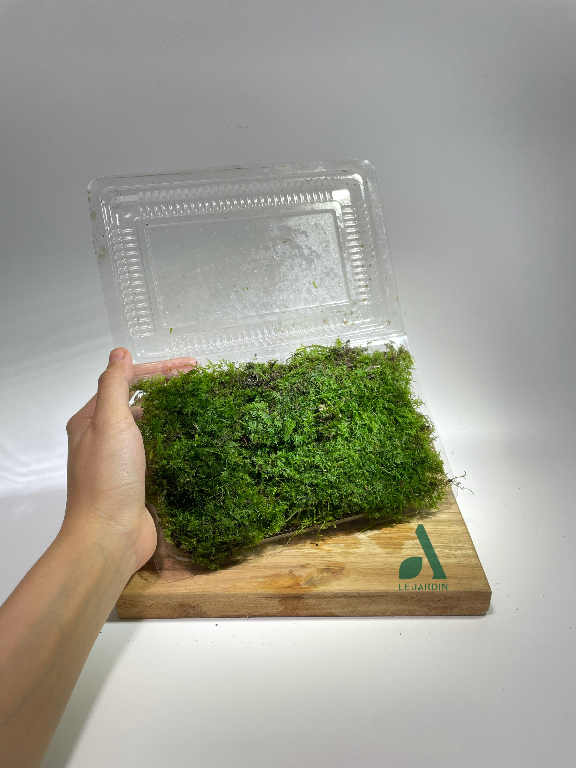 Rêu Trác Bá/ Trắc Bá set bình terrarium, gắn lũa, đá hồ bán cạn