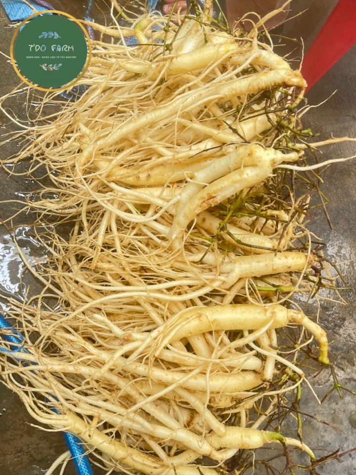 Sâm dây Ngọc Linh, Kon Tum, sâm tươi 10 củ/kg