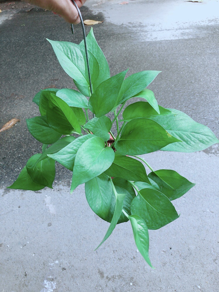 Trầu Bà Thái