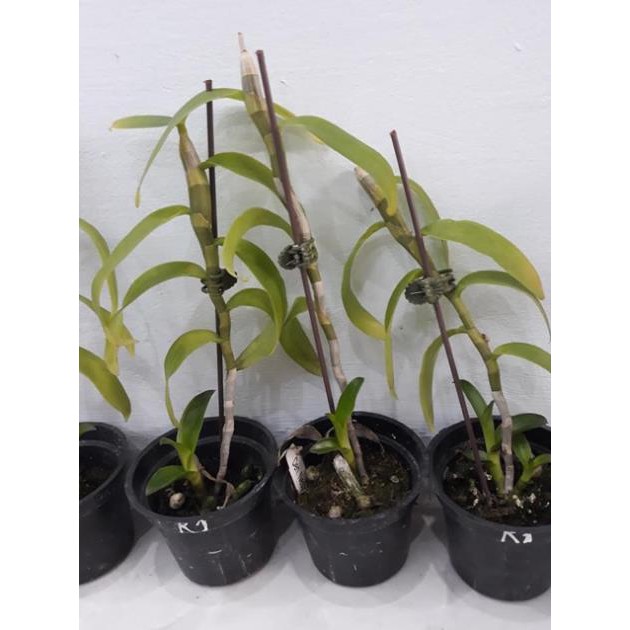 Hoa phong lan trầm rồng đỏ siêu đẹp