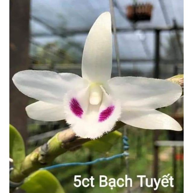 Phi điệp 5ct bach tuyết gieo hạt năm 2 cây khỏe
