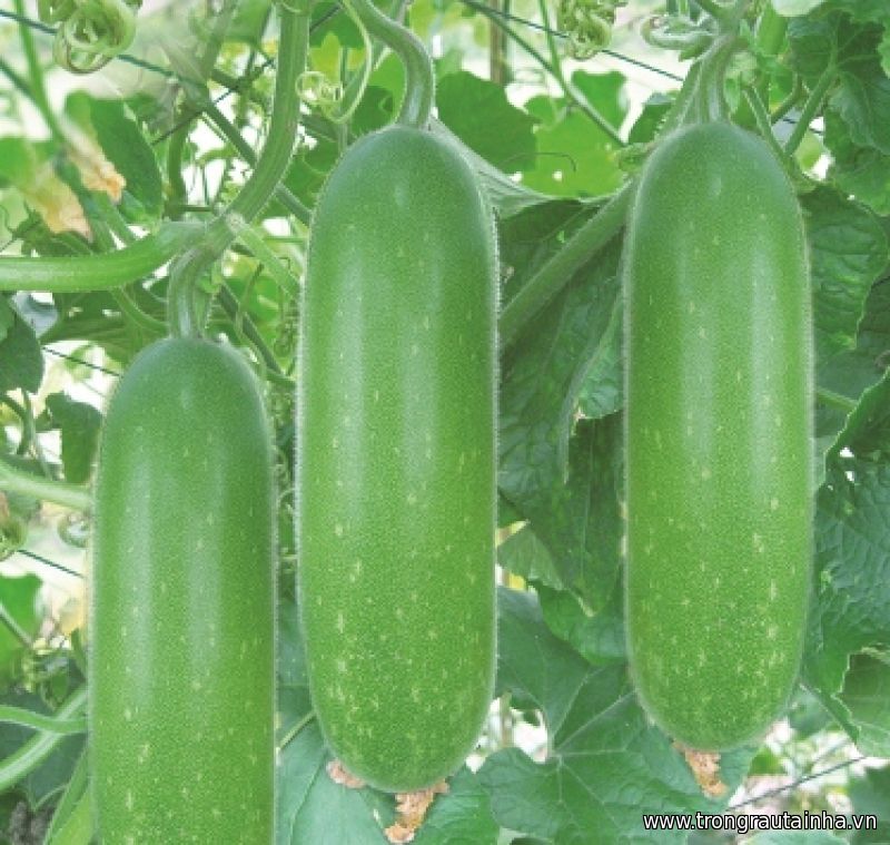 Hạt giống bí đao chanh siêu trái(gói 10 hạt)