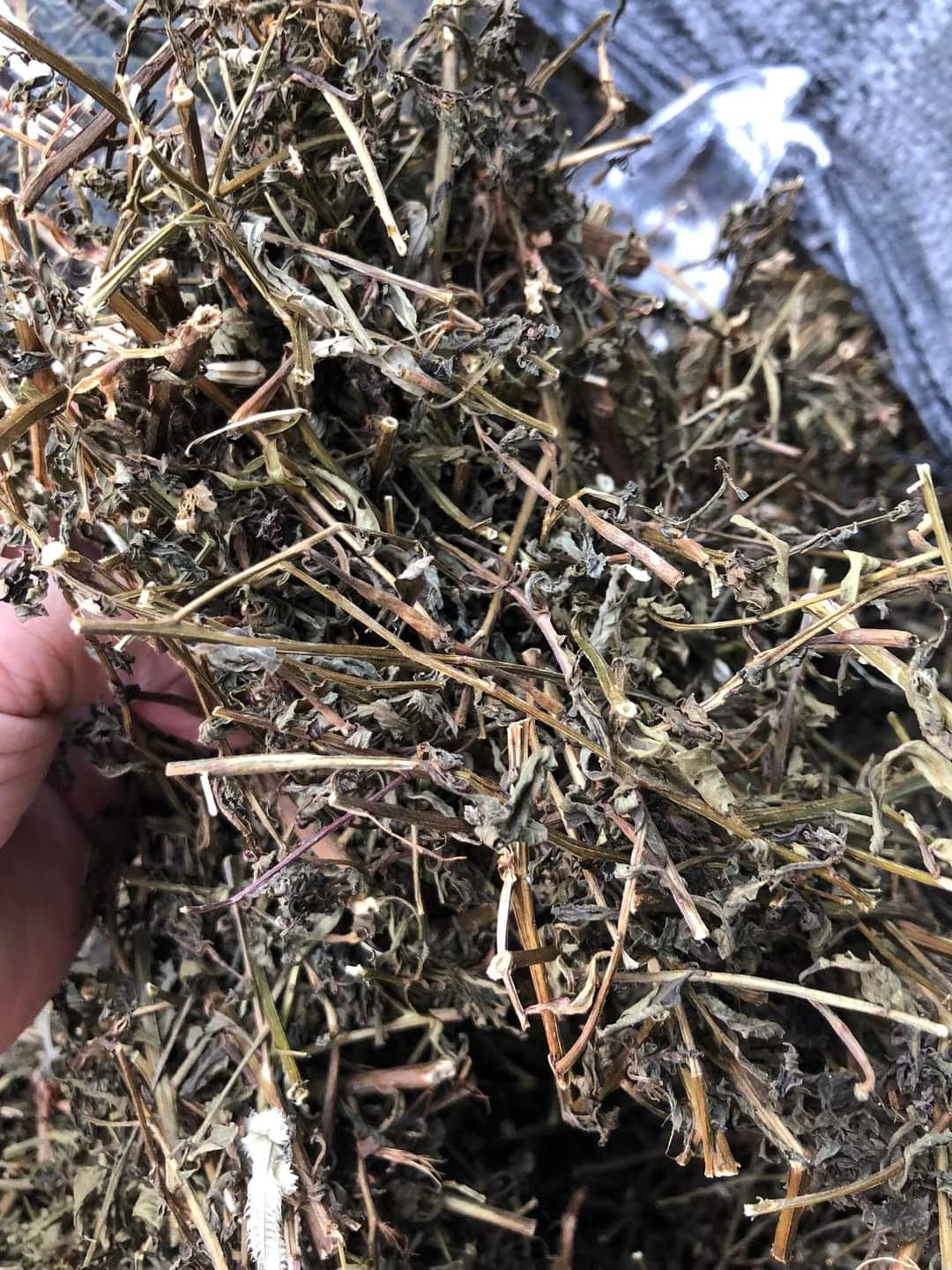 (Dược liệu khô) Cây Rau Mương phơi khô 500g