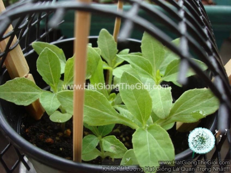 30h Hạt Giống Hoa Cúc Mặt Trời 30cm Tâm Vàng (C4.403| -KD: B34*V74*M223)