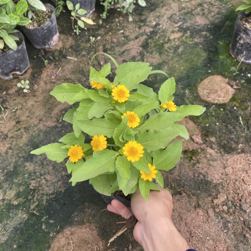 Cúc mặt trời trồng bịch đen đã có nụ và hoa ( như ảnh)