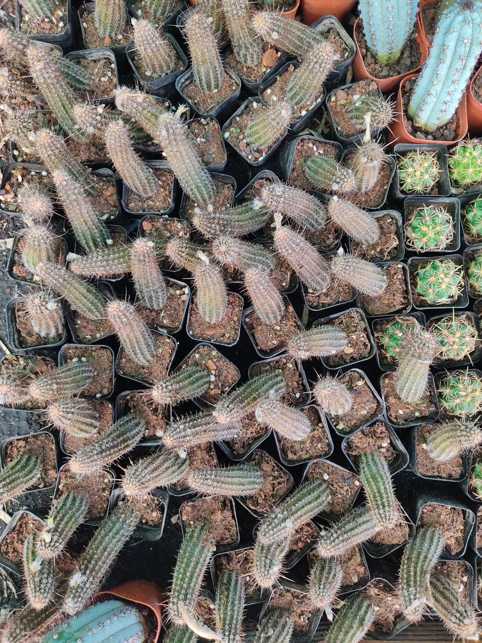 Xương rồng THIÊN THẦN BÓNG ĐÊM (cao 9-11 cm)