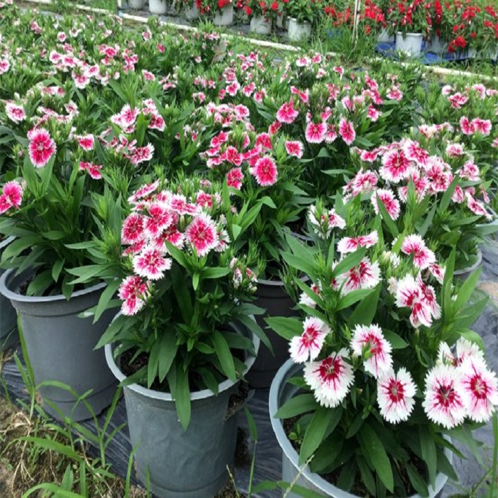 Cây hoa cẩm chướng đang hoa
