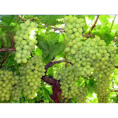 CÂY GIỐNG NHO XANH NINH THUẬN CHUẨN GỐC, SIÊU QUẢ , SIÊU NGON, SIÊU KINH TẾ, CAM KẾT GIỐNG CHUẨN F1