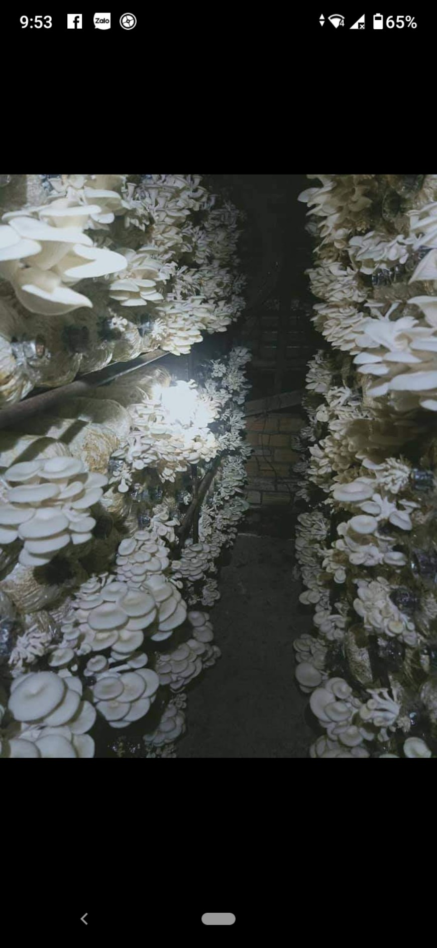 Phôi nấm bào ngư trắng