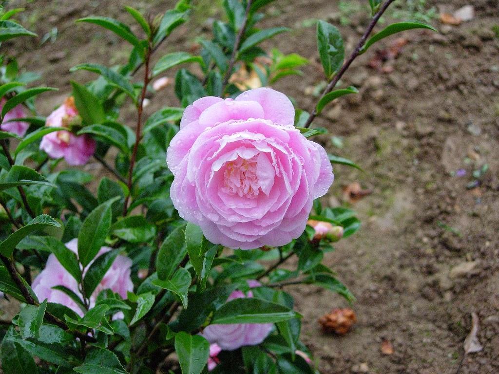 Hạt giống hoa Trà My Nhật mix(Camellia)