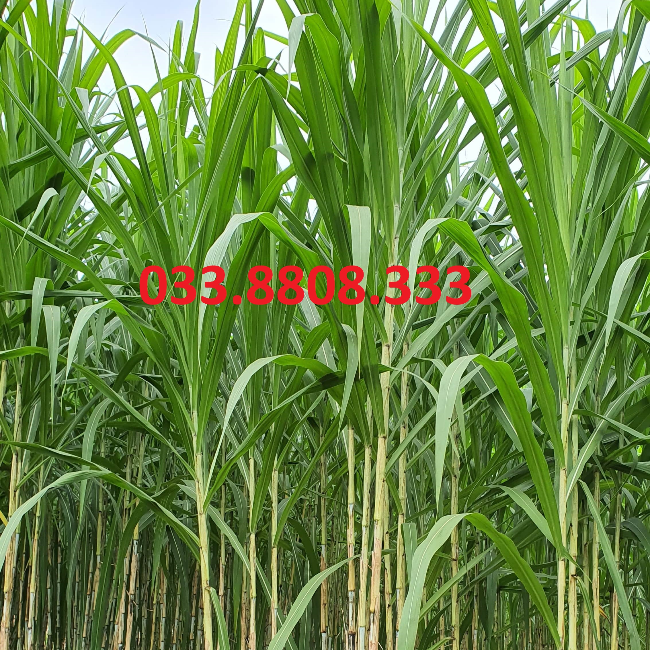 Hạt Cỏ Voi Lai - Hạt Cỏ Chă Nuôi gói 1kg - Hạt Giống Cỏ Chăn Nuôi Trâu,Bò,dê,cừu,cá... đem lại năng xuất cao trong ngành chăn nuôi