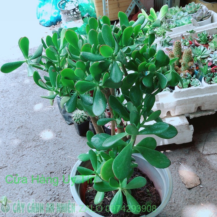 Chậu Ngọc Bích