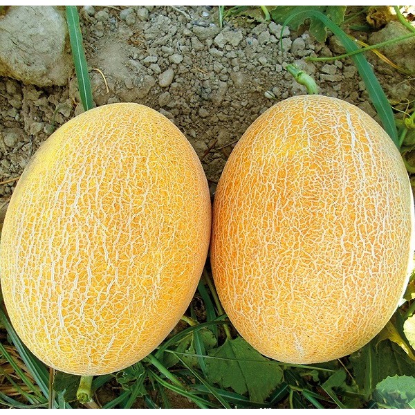 Hạt Giống Dưa Lưới dể trồng ( ruột cam ) (Gói 10 hạt)tặng kèm phân bón