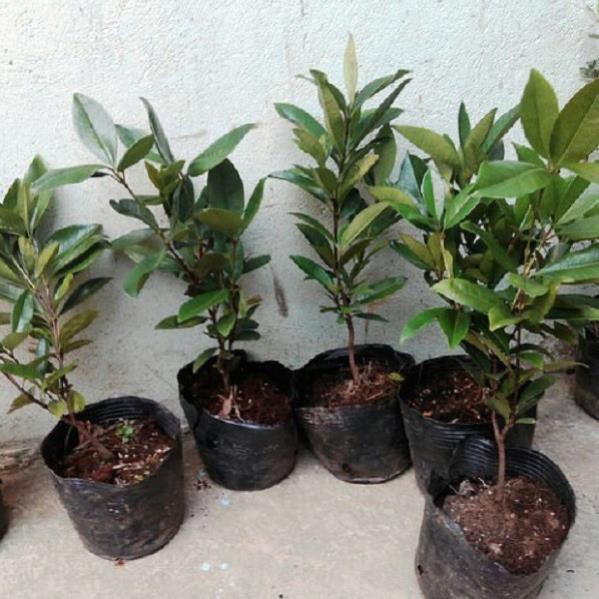 [Chuẩn Giống F1] CÂY GIỐNG CHERRY BRAZIL